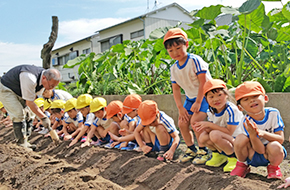 年中組大根の種植え01