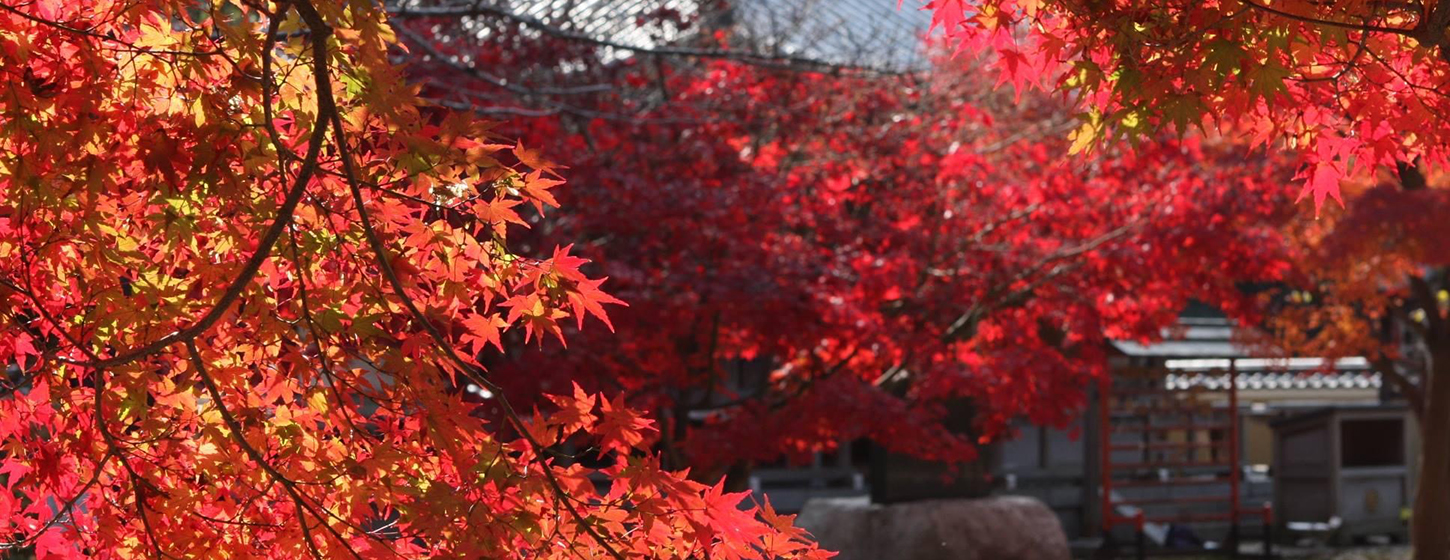 東漸寺の四季 – 東漸寺